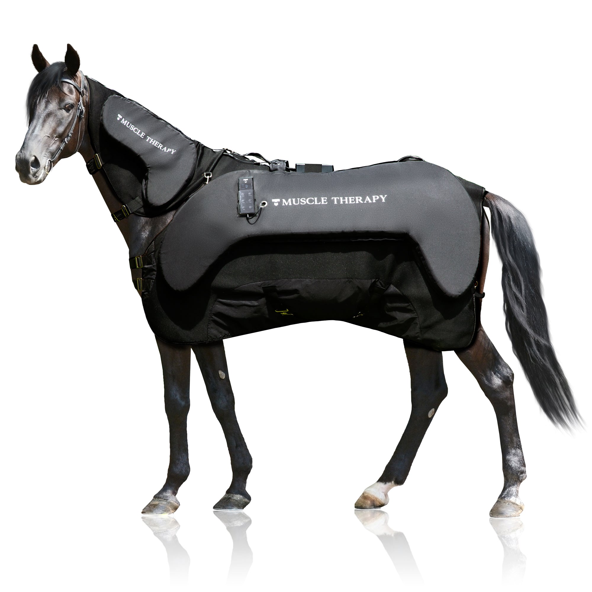 Muskelterapi for heste - demo